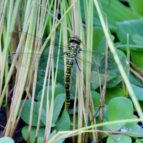 Aeshna cyanea